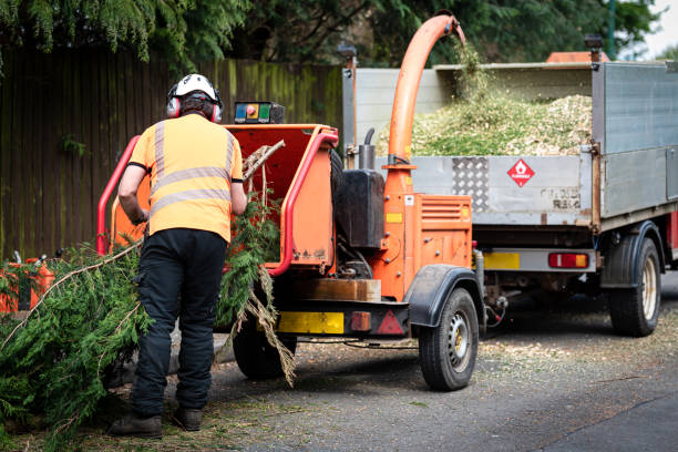 How Our Tree Care Process Works  in  Oswego, NY