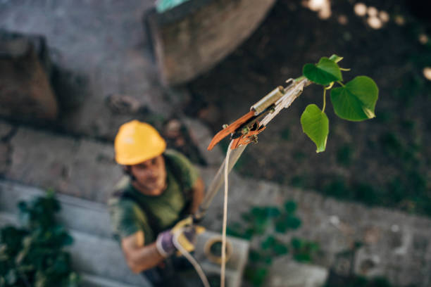 Best Pest Control for Lawns  in Oswego, NY