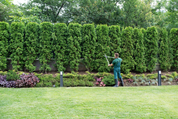 Best Utility Line Clearance  in Oswego, NY