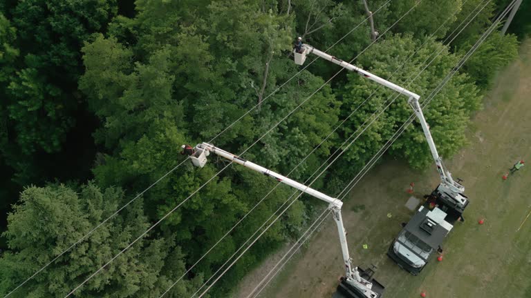 Best Emergency Tree Removal  in Oswego, NY