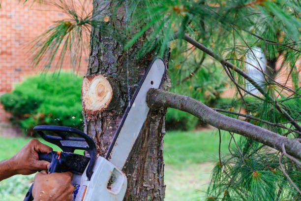 Best Storm Damage Tree Cleanup  in Oswego, NY